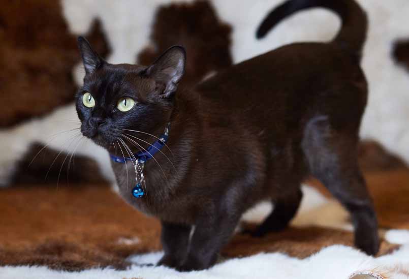 Burmanskaya Koshka Okrasa Sobol 1, Burmese Cats | Via Emilia Cattery