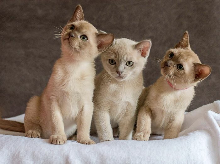 Burmanskaya Koshka1 1 E1673866682857, Burmese Cats | Via Emilia Cattery