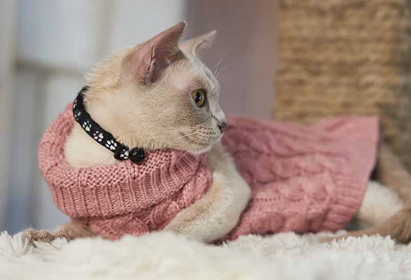 Burmanskaya Lilovogo Okrasa 1, Burmese Cattery Via Emilia