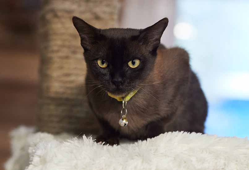 Burmanskaya Poroda Amur Okrasa Sobol, Burmese Cats | Via Emilia Cattery