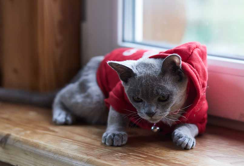 Burmanskaya Poroda Golubogo Okrasa, Burmese Cattery Via Emilia