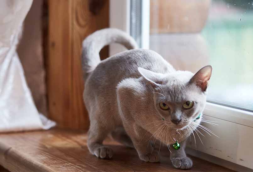 Burmanskaya Poroda Lilovogo Okrasa, Burmese Cattery Via Emilia