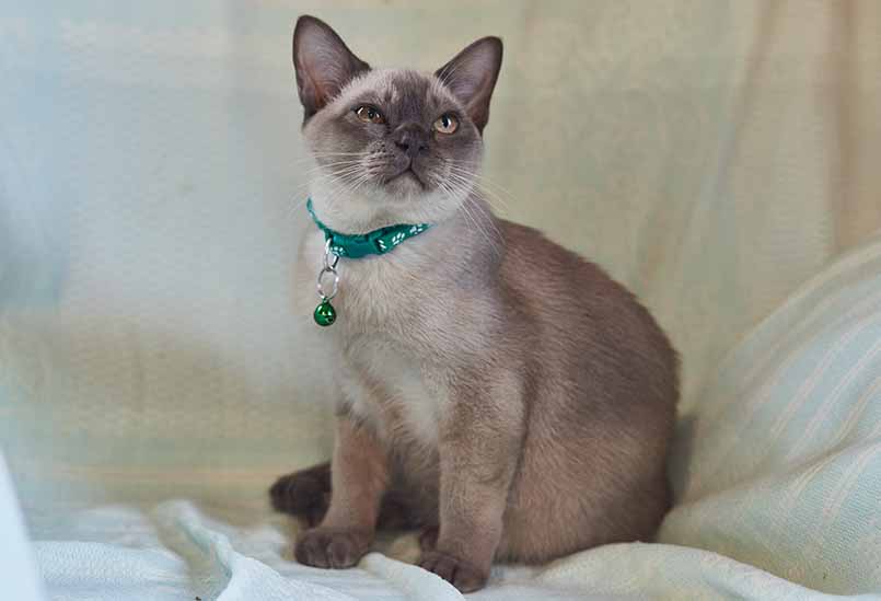 Burmanskaya Poroda Okrasa Shampan 1, Burmese Cats | Via Emilia Cattery