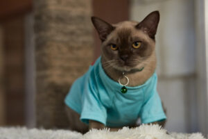 Burmanskiy Kot8, Burmese Cats | Via Emilia Cattery