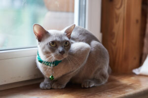 Burmanskiy Kot9, Burmese Cattery Via Emilia