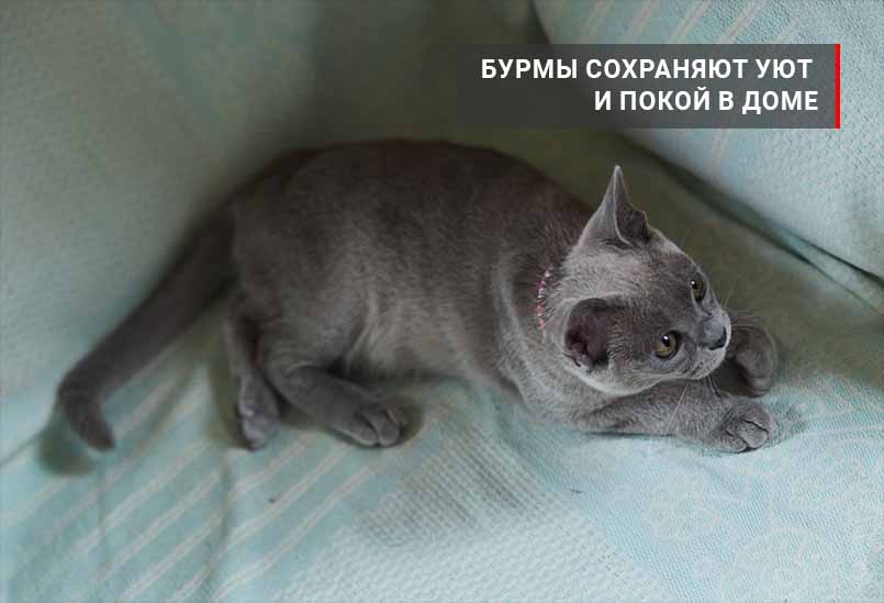 Burmy Sohranyayut Uyut I Pokoj V Dome, Burmese Cattery Via Emilia