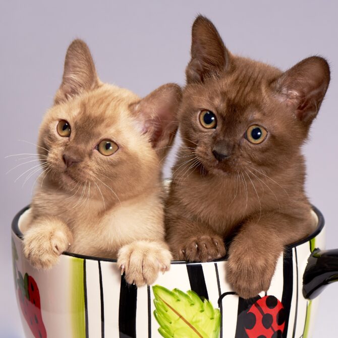 Cat 3269765, Burmese Cats | Via Emilia Cattery