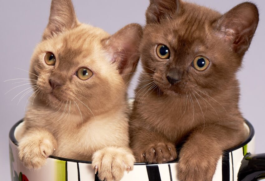 Cat 3269765, Burmese Cats | Via Emilia Cattery