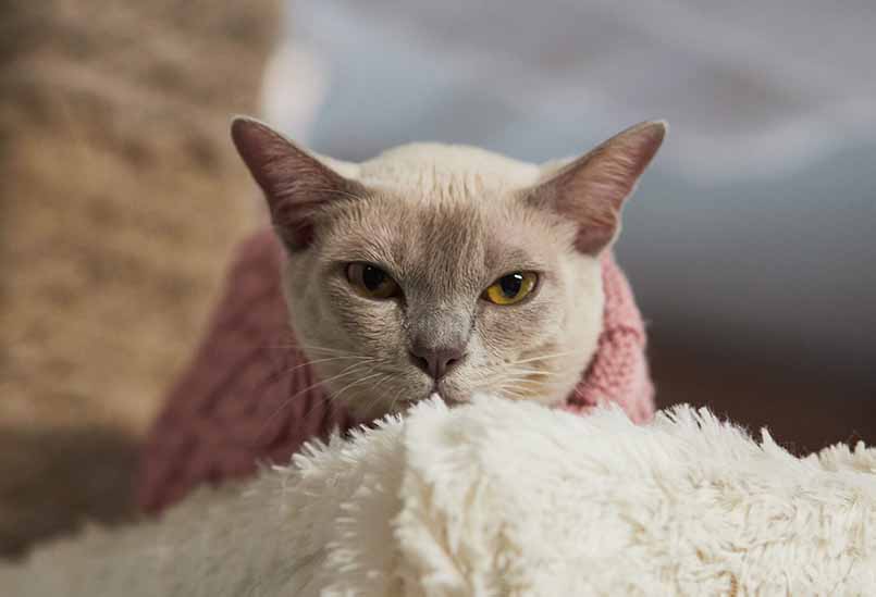 Koshka Burma Lilovogo Okrasa 1, Burmese Cattery Via Emilia