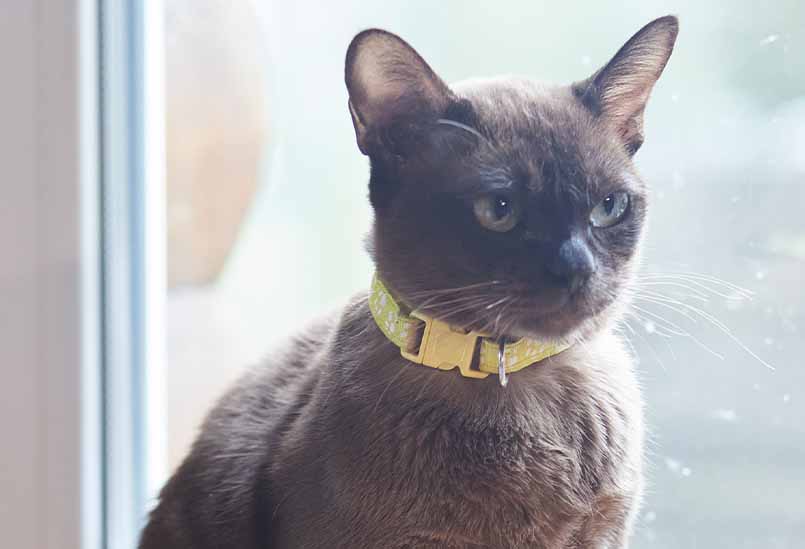 Koshka Burma Okrasa Sobol 1, Burmese Cats | Via Emilia Cattery