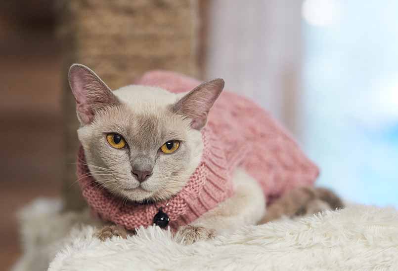 Koshka Burmanskaya Lilovogo Okrasa 1, Burmese Cats | Via Emilia Cattery