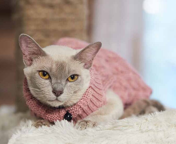 Koshka Burmanskaya Lilovogo Okrasa, Burmese Cattery Via Emilia