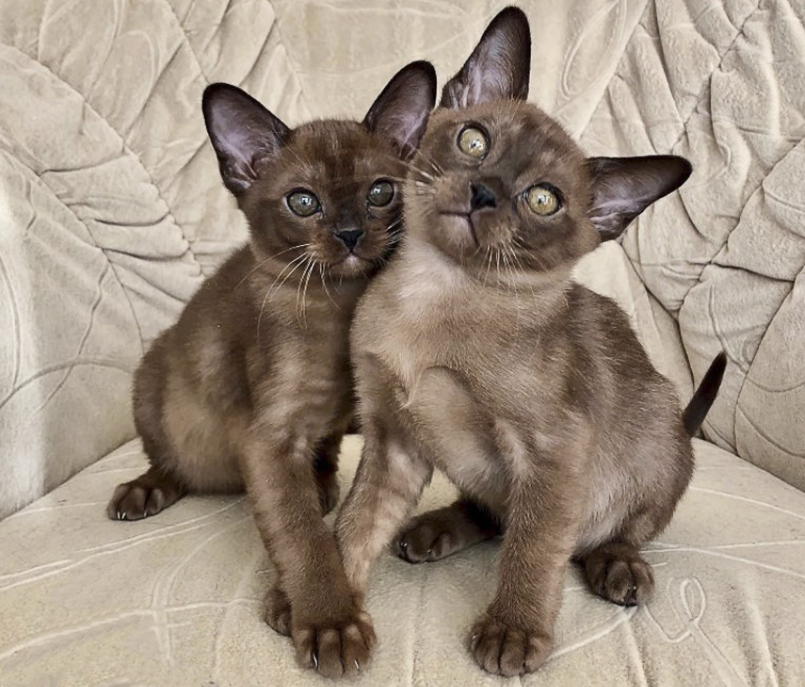 Kotyata Burma 2, Burmese Cats | Via Emilia Cattery