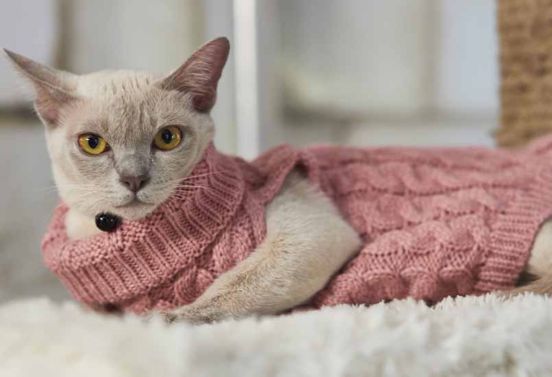 Lilovaya Burma 1, Burmese Cats | Via Emilia Cattery