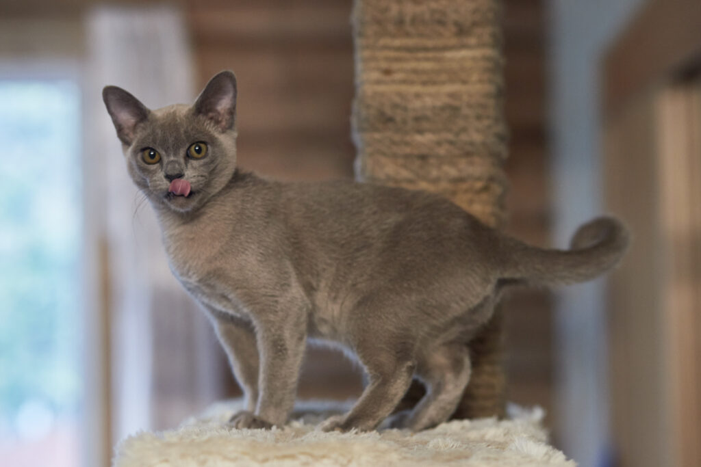 Mg 0425, Burmese Cats | Via Emilia Cattery