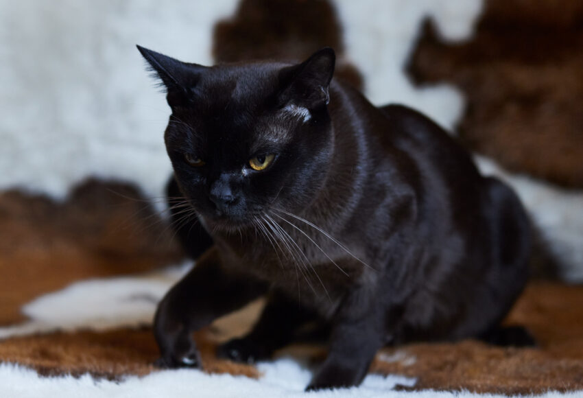 Mg 0653, Burmese Cats | Via Emilia Cattery