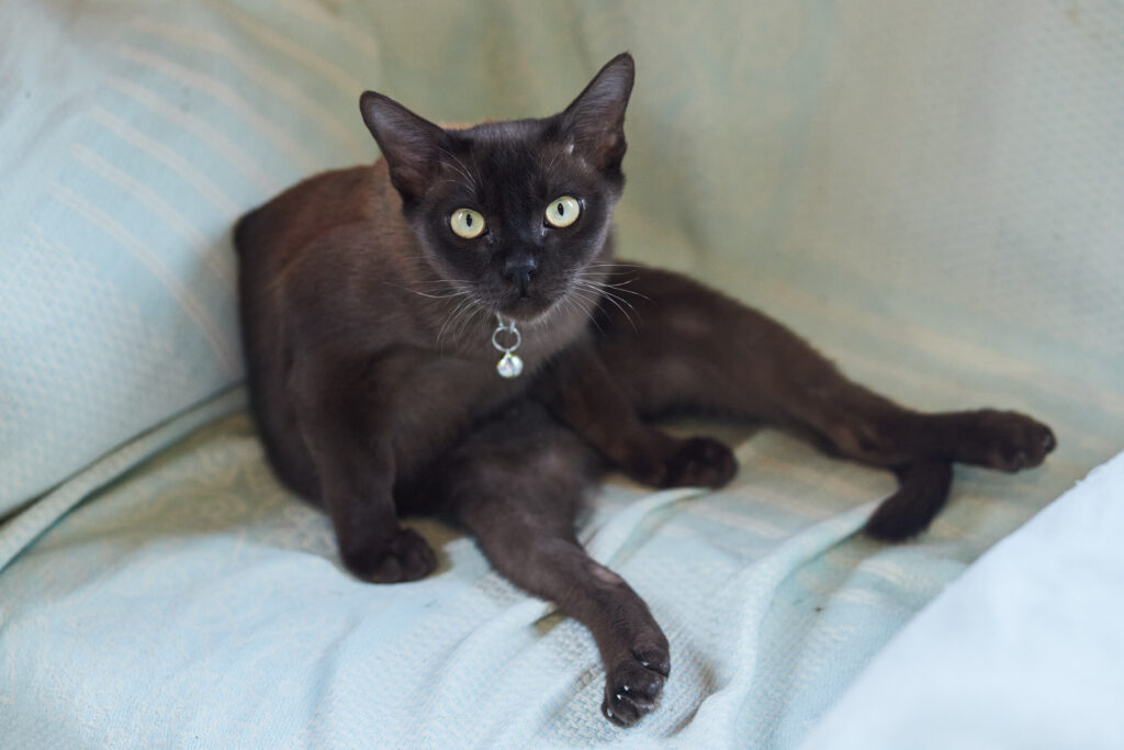 Mg 0803, Burmese Cattery Via Emilia