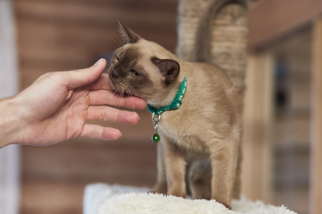 Mg 0883, Burmese Cats | Via Emilia Cattery