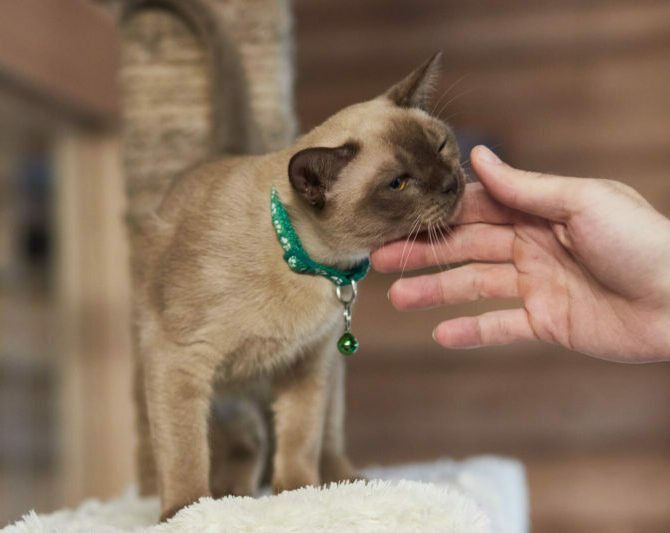 Mg 0883 Scaled E1673869900654, Burmese Cats | Via Emilia Cattery