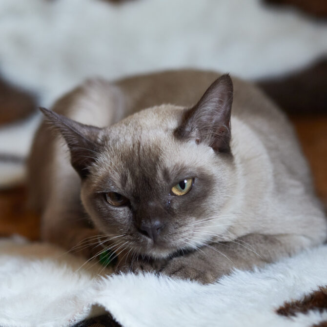 Mg 0949, Burmese Cats | Via Emilia Cattery