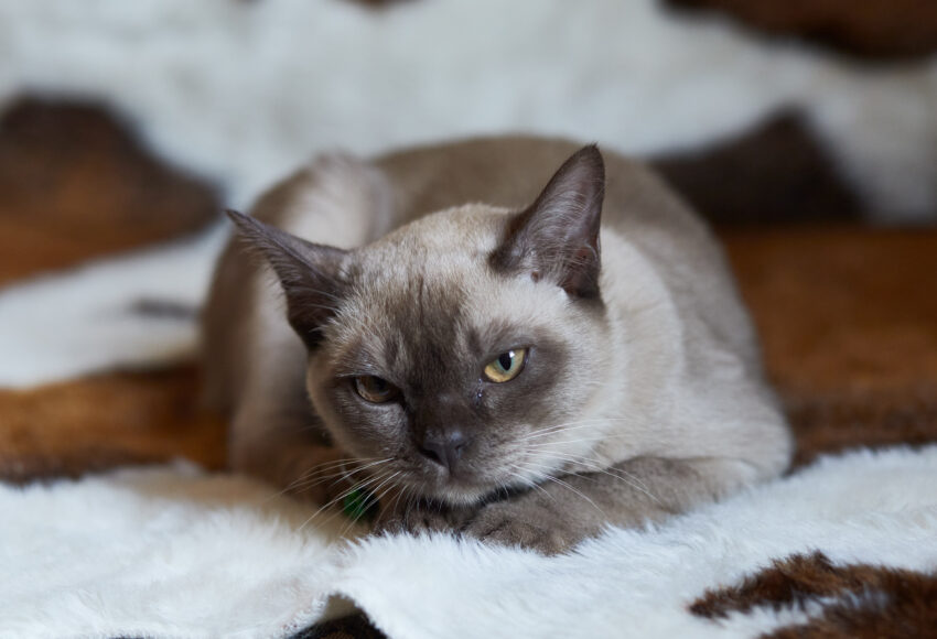 Mg 0949, Burmese Cats | Via Emilia Cattery