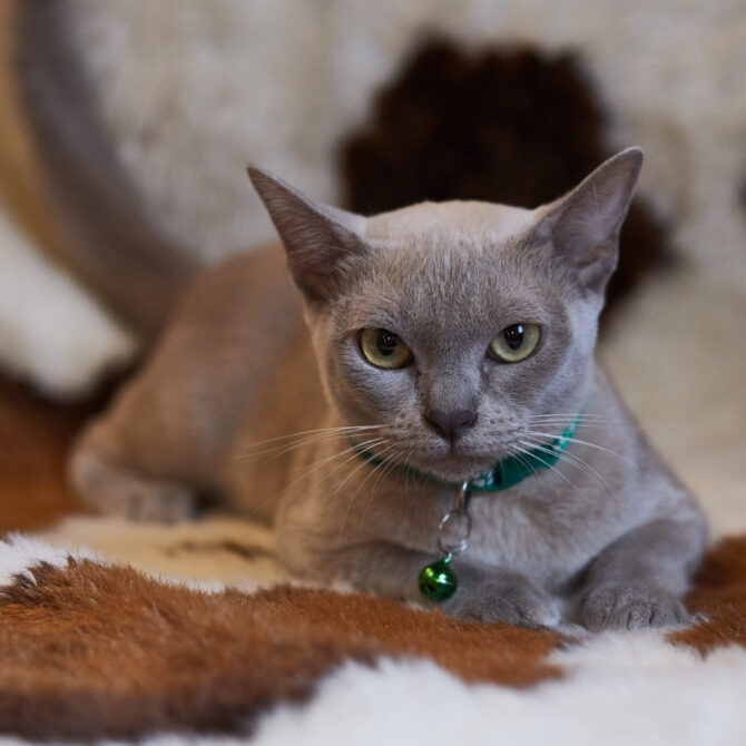 Mg 1263, Burmese Cattery Via Emilia