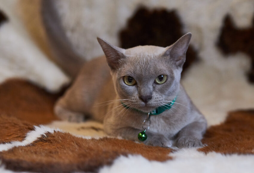 Mg 1263, Burmese Cats | Via Emilia Cattery