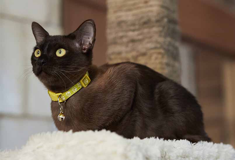 Poroda Burma Amur Okrasa Sobol, Burmese Cattery Via Emilia