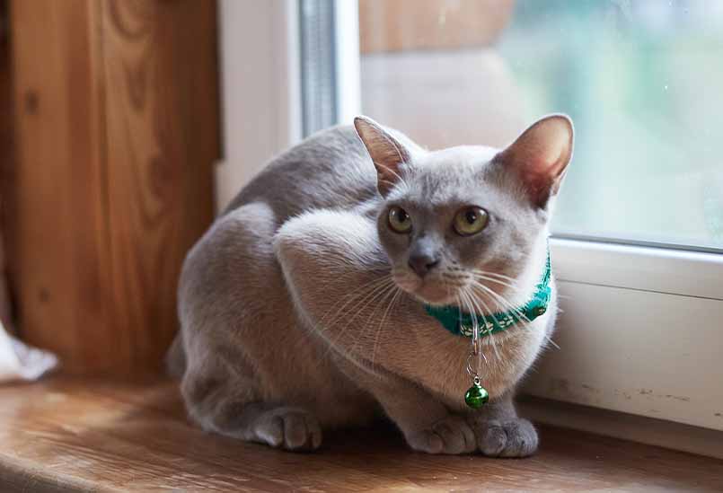 Poroda Burma Lilovogo Okrasa, Burmese Cats | Via Emilia Cattery