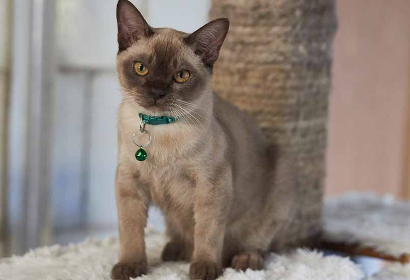 Poroda Burma Okrasa Shampan 1, Burmese Cats | Via Emilia Cattery