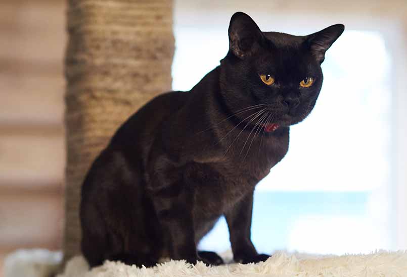 Poroda Burma Okrasa Shokolad 1, Burmese Cattery Via Emilia