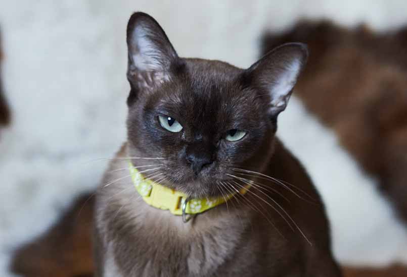 Sobolinaya Burma 1, Burmese Cats | Via Emilia Cattery