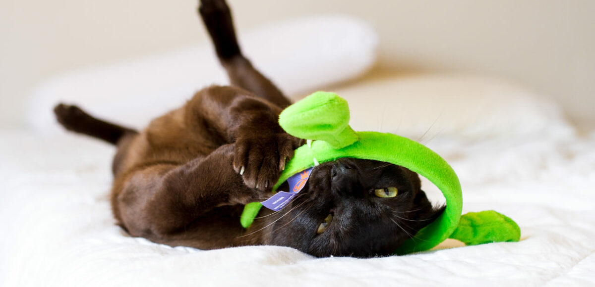 10. Kakie Igrushki Nuzhny Burme, Burmese Cats | Via Emilia Cattery