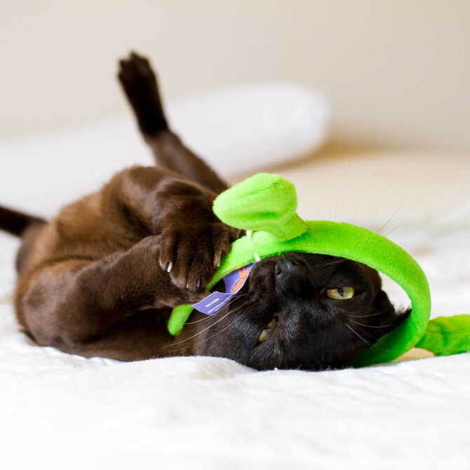 10. Kakie Igrushki Nuzhny Burme, Burmese Cats | Via Emilia Cattery