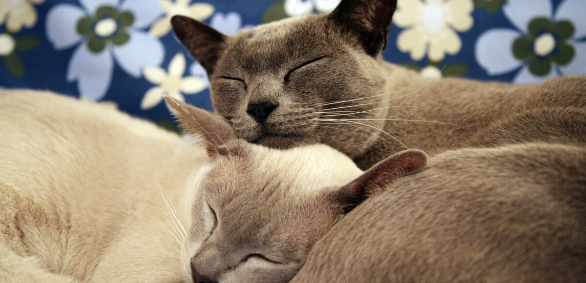 11.kogo Vybrat Kota Ili Koshku Burmy, Burmese Cats | Via Emilia Cattery