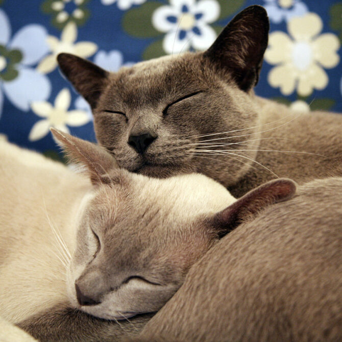 11.kogo Vybrat Kota Ili Koshku Burmy, Burmese Cats | Via Emilia Cattery