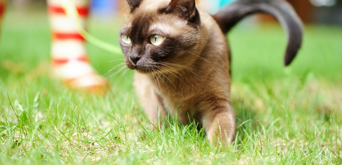 12.mozhno Li Vypuskat Burmu Na Uliczu, Burmese Cattery Via Emilia