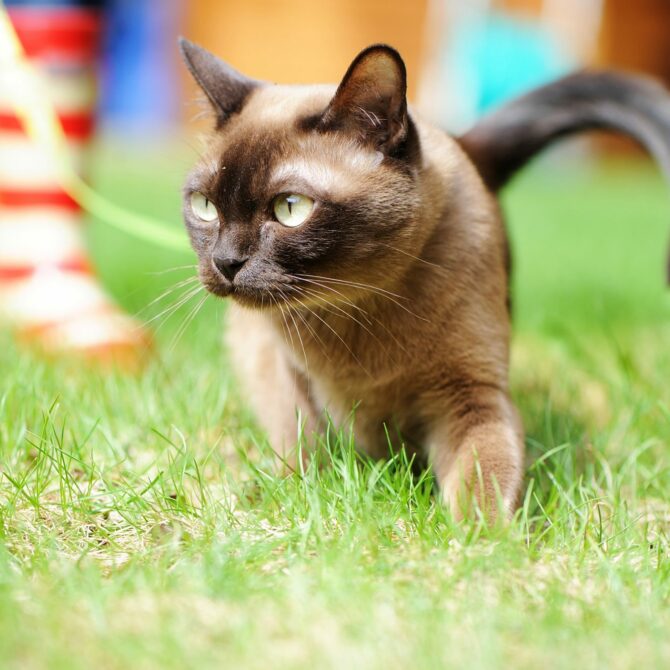 12.mozhno Li Vypuskat Burmu Na Uliczu, Burmese Cattery Via Emilia