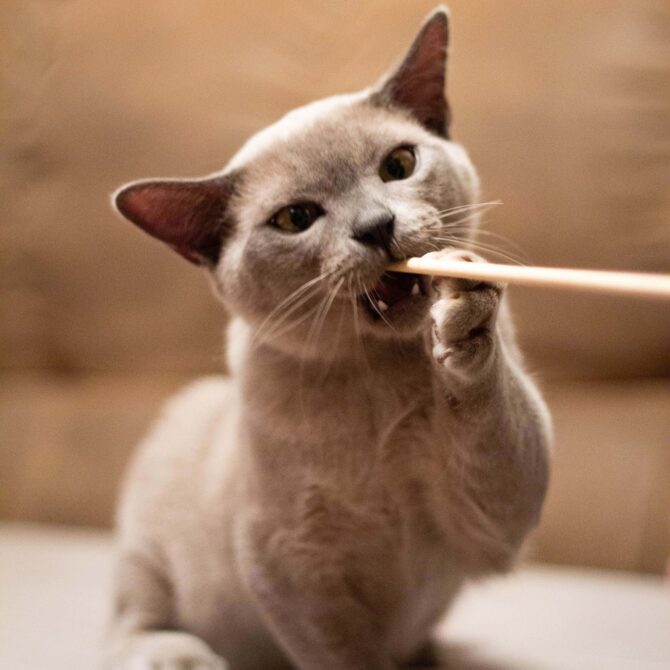 13.mozhno Li Dressirovat Burmu 1, Burmese Cats | Via Emilia Cattery