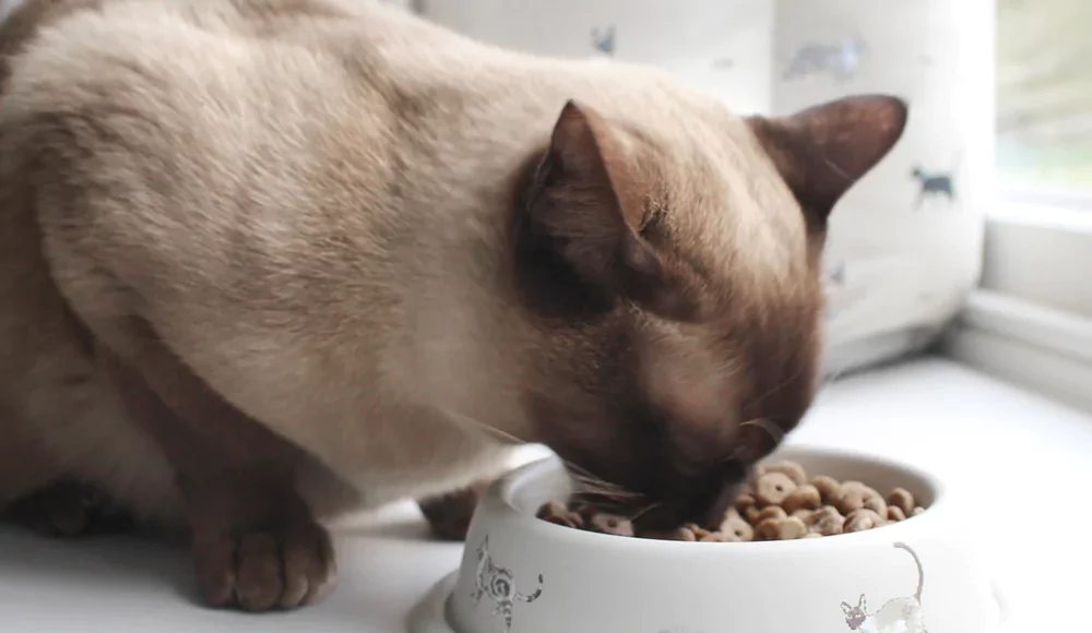 14.naturalnoe Pitanie Burmanskoj Koshki Chto Nuzhno Znat, Burmese Cats | Via Emilia Cattery