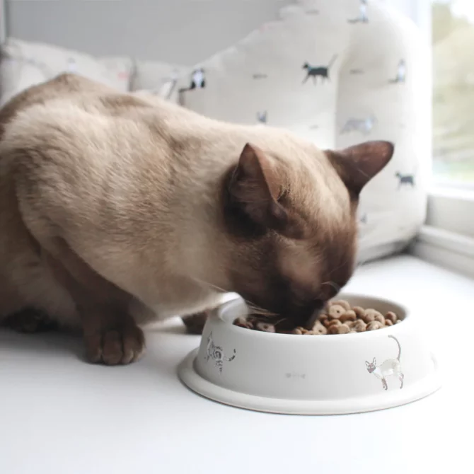 14.naturalnoe Pitanie Burmanskoj Koshki Chto Nuzhno Znat, Burmese Cats | Via Emilia Cattery