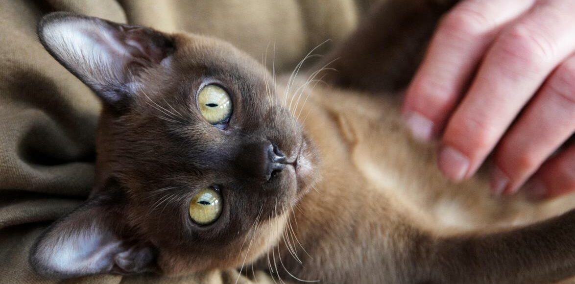 18.podgotavlivaem Sherst Burmy K Vystavke, Burmese Cats | Via Emilia Cattery