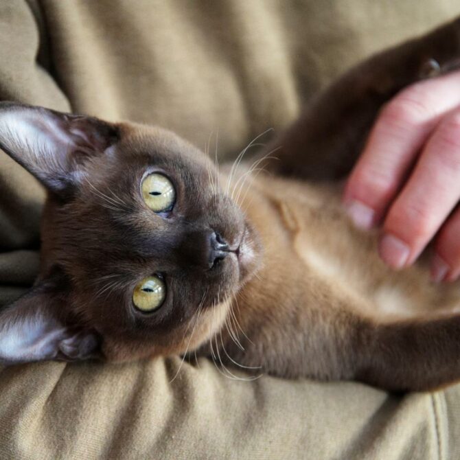 18.podgotavlivaem Sherst Burmy K Vystavke, Burmese Cats | Via Emilia Cattery