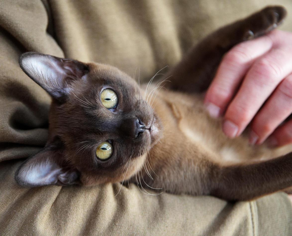 18.podgotavlivaem Sherst Burmy K Vystavke, Burmese Cats | Via Emilia Cattery