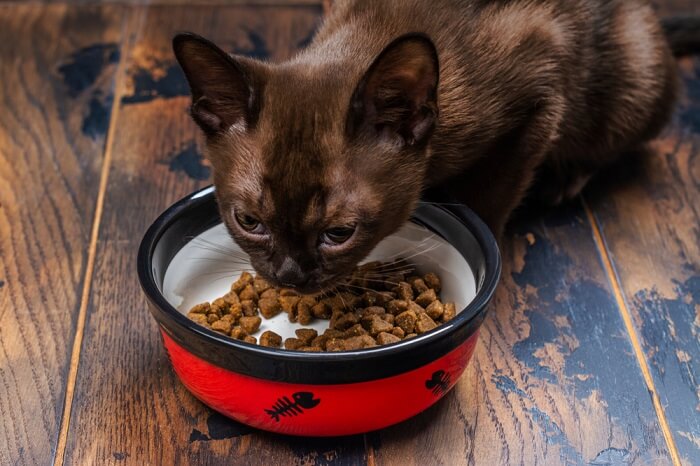 20.suhoj Korm Dlya Burmy Kak Vybrat, Burmese Cats | Via Emilia Cattery