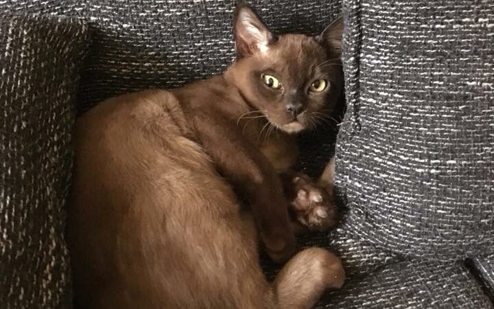 26890646457 28fffa944c O Edited, Burmese Cats | Via Emilia Cattery