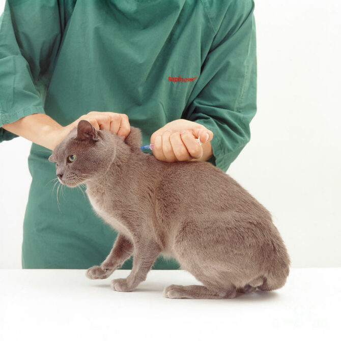 3.vakczinacziya Burm Zachem Kogda Kak, Burmese Cattery Via Emilia