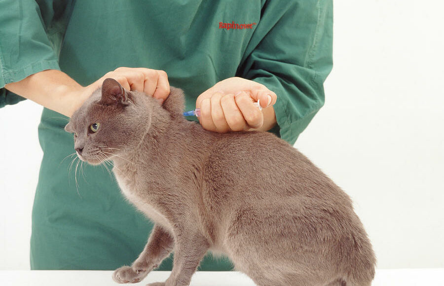 3.vakczinacziya Burm Zachem Kogda Kak, Burmese Cats | Via Emilia Cattery