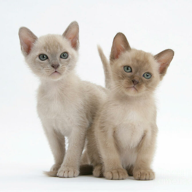 5.vybiraem Kotyonka Burmy Pravilno, Burmese Cats | Via Emilia Cattery