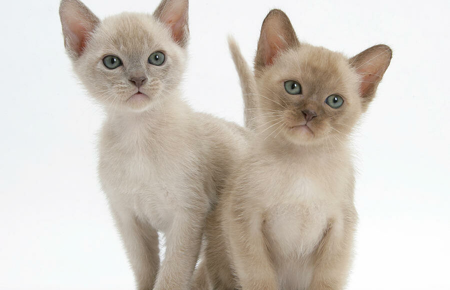 5.vybiraem Kotyonka Burmy Pravilno, Burmese Cats | Via Emilia Cattery